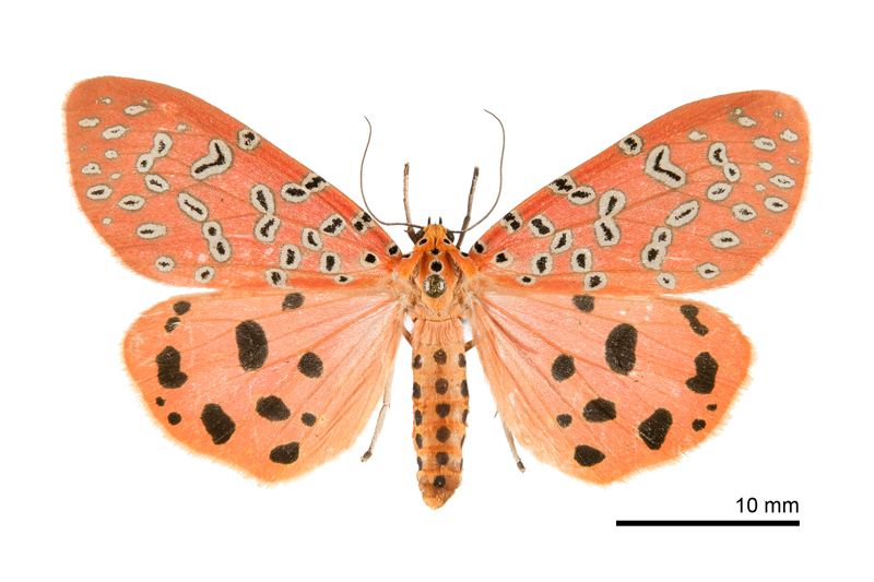 Mangina argus Female